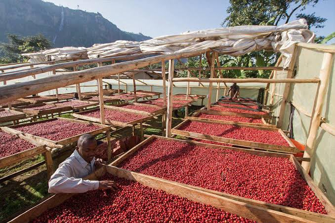 Coffee beans and details of coffee preparation