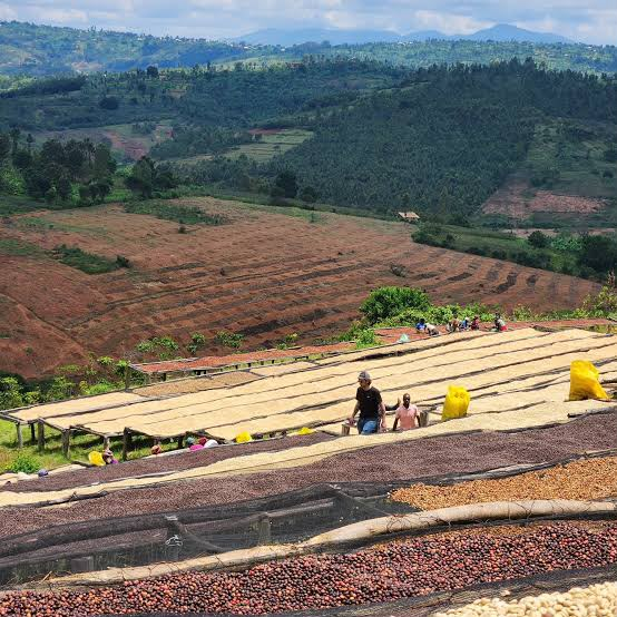 Coffee preparation and the work behind coffee