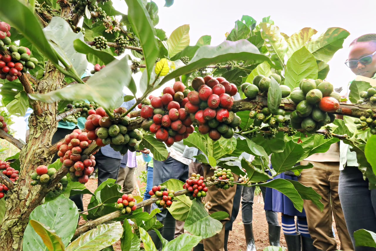 Coffee beans representing the beginning of the export journey