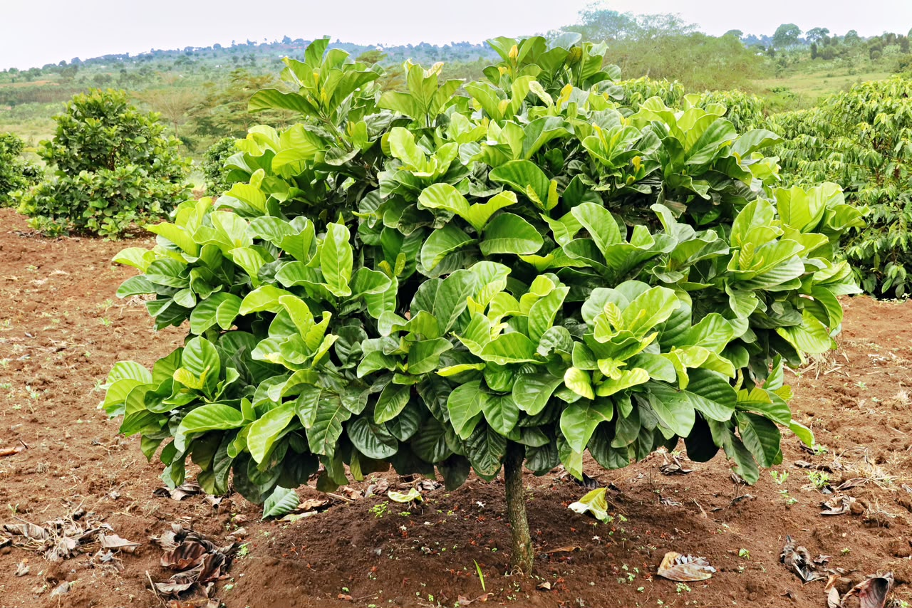 Coffee growing in Uganda
