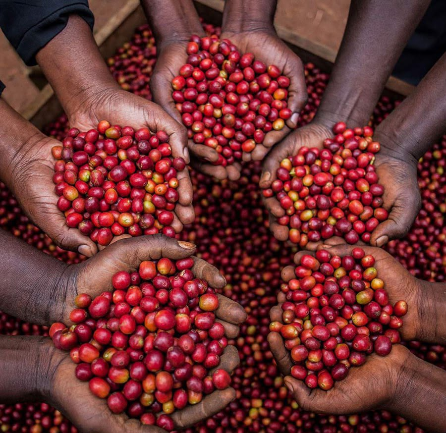 Arabica coffee beans