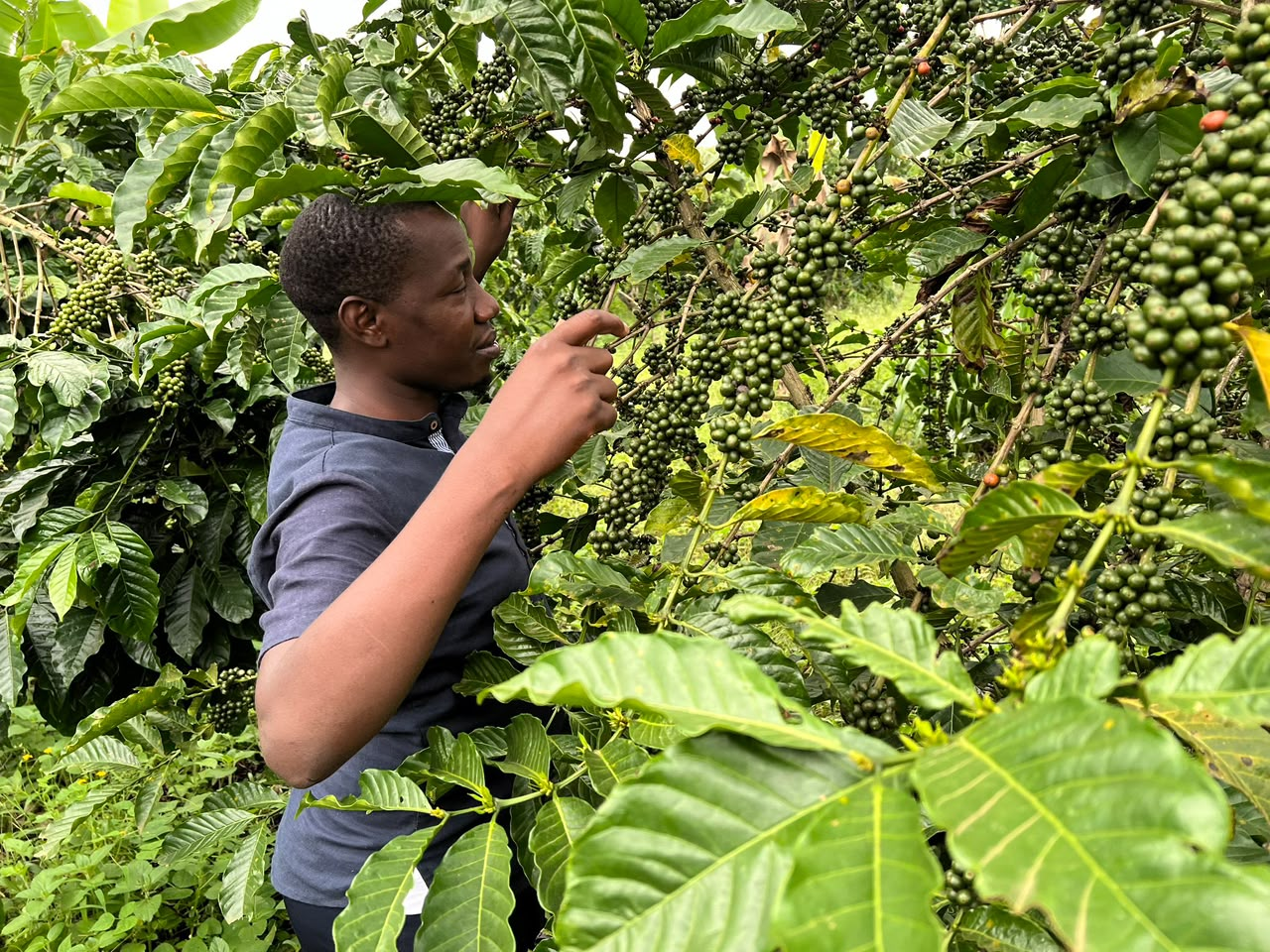 Green coffee beans for trade enquiries
