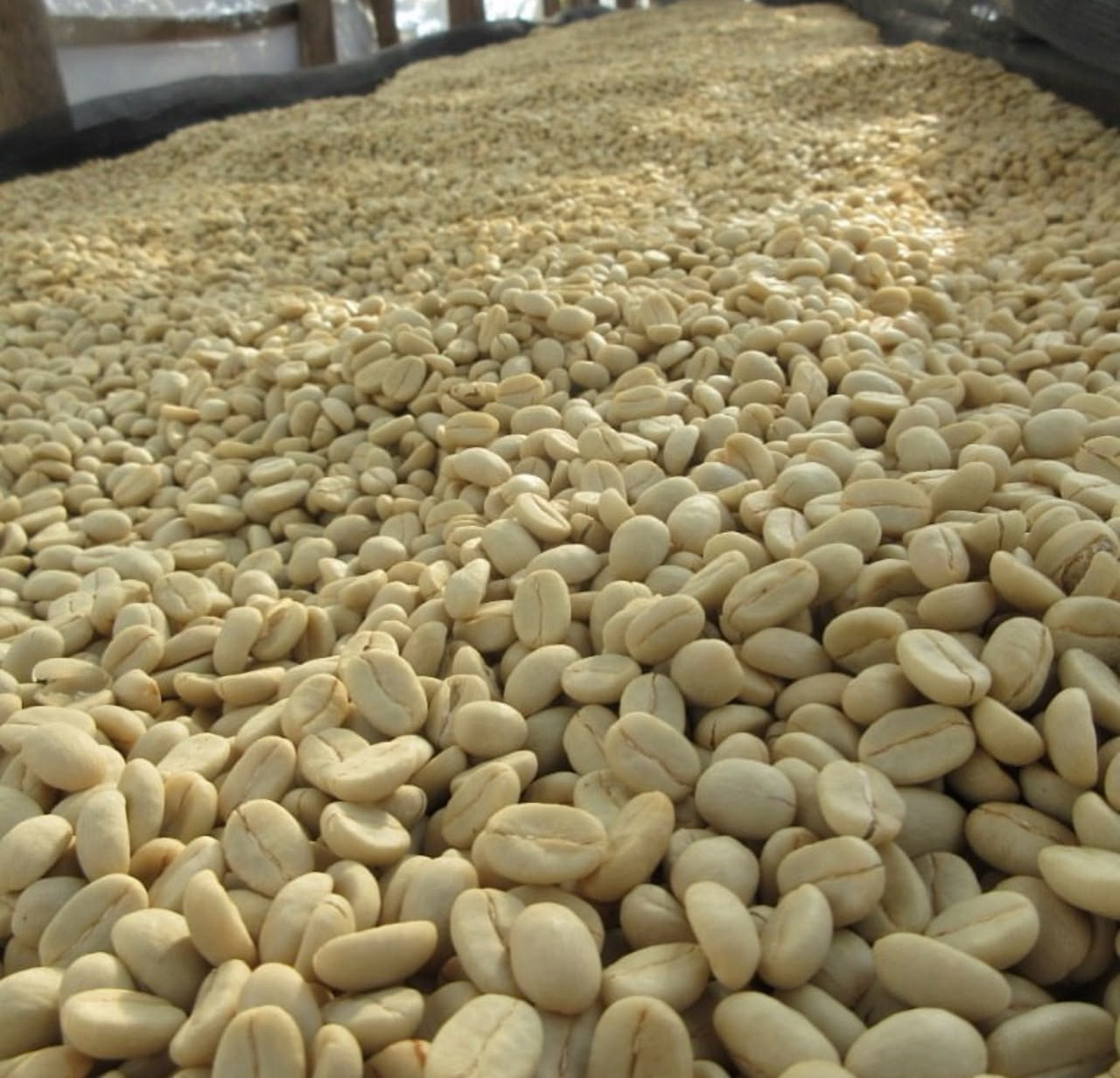 Robusta coffee beans