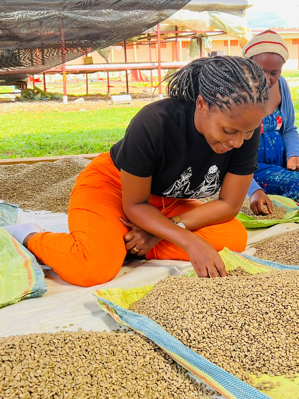 Coffee beans prepared for careful quality assessment